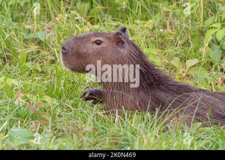 capybara, Hydrochoerus hydrochaeris, close up of head of single adult Pantanal, Brazil Stock Photo
