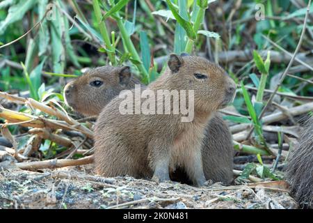 capybara, Hydrochoerus hydrochaeris, adult Pantanal, Brazil Stock Photo