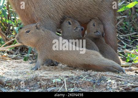 capybara, Hydrochoerus hydrochaeris, adult and young standing on mud of river, Pantanal, Brazil Stock Photo
