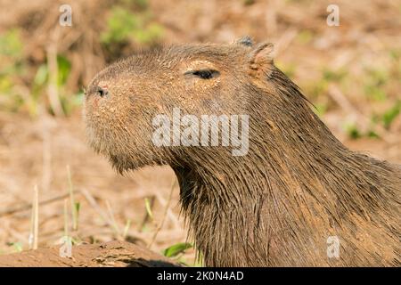 capybara, Hydrochoerus hydrochaeris, close up of head of single adult Pantanal, Brazil Stock Photo