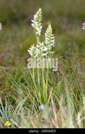 Irish Lady's-tresses - Spiranthes romanzoffiana, a very rare orchid in the UK Stock Photo