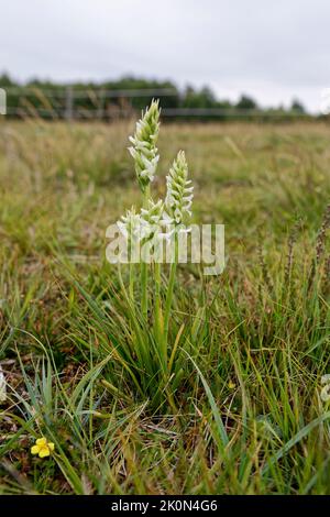 Irish Lady's-tresses - Spiranthes romanzoffiana, a very rare orchid in the UK Stock Photo