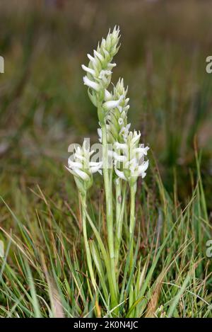 Irish Lady's-tresses - Spiranthes romanzoffiana, a very rare orchid in the UK Stock Photo