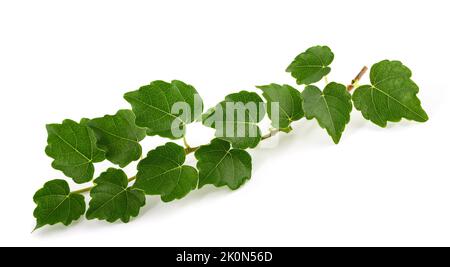 Boston ivy branch isolated on white background Stock Photo