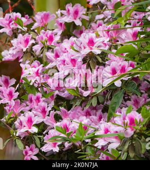 Cluster of stunning pink and red flowers of Azalea indica cultivar, an evergreen shrub, growing in Australia Stock Photo