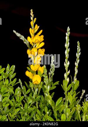 Yellow perfumed flowers and green leaves of Genista x spachiana 'Nana' syn. Cytisus racemosus 'Nana' - dwarf broom, on dark background in Australia Stock Photo