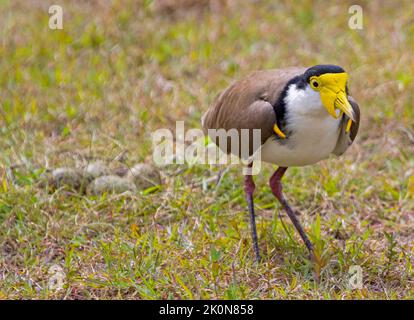 Masked Lapwing / Spur-winged Plover, Vanellus miles, standing beside her nest and eggs laid on the ground in grassland in Queensland Australia Stock Photo