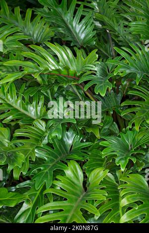 Mass of large vivid green glossy leaves of Philodendron 'Xanadu', a tropical plant Stock Photo