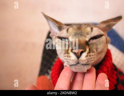A human stroking with a hand a grey Canadian sphynx muzzle. A satisfied snout of beloved, well-fed sphinx kitty in red woolen knitted sweater at fall. Stock Photo