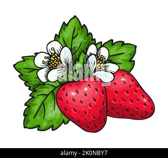 Strawberry bunch of two red berries green leaves and blooming flowers. Ripe wild forest berry. Farm fresh eco food. Juicy sweet strawberries isolated on white for poster, fruit emblem, farmers market Stock Vector