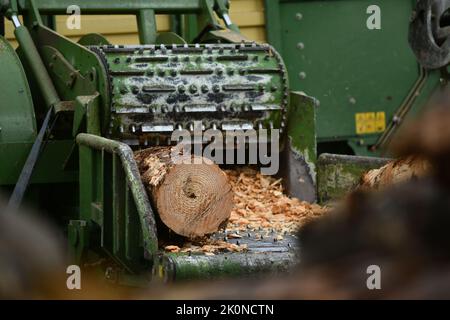 A chipping machine draws in a log of pinus radiata to be reduced to woodchip Stock Photo
