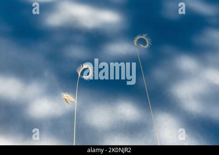 Abstract background with focus on curled blue grama grass as seen in American southwest Stock Photo