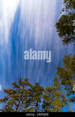 White, wispy clouds form abstract pattern over tree tops Stock Photo