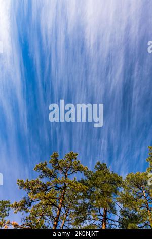 White, wispy clouds form abstract pattern over tree tops Stock Photo