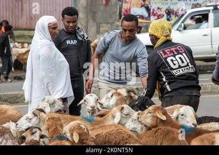 Addis Ababa, Ethiopia. 9th Sep, 2022. People select sheep at Shola market in Addis Ababa, Ethiopia, Sept. 9, 2022. Holiday shoppers in Addis Ababa, Ethiopia's capital, complained of soaring prices of basic commodities as they were set to celebrate Ethiopian New Year Sunday. Credit: Michael Tewelde/Xinhua/Alamy Live News Stock Photo