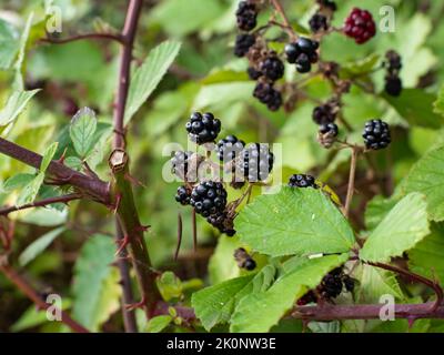 Wild blackberries on a bush in a forest. Healthy ripe bramble berries growing in the nature. Natural food on a branch in the woodlands. Stock Photo