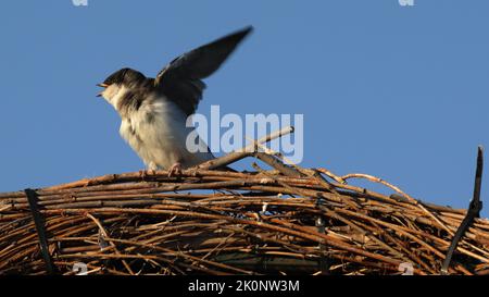 juvenile barn swallow flaps its wings awaiting a parent to feed it Stock Photo