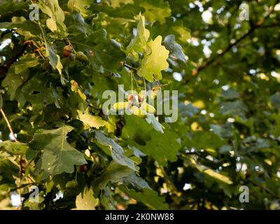 Oak acorns hanging on a branch in the autumn season. Nuts of a German oak tree in the nature. Green leaves in the woodlands of Europe. Stock Photo