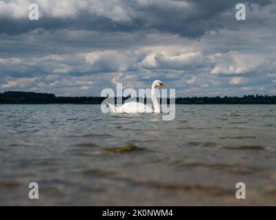 A white swan is swimming on a lake. A beautiful wild water bird in a natural landscape. The sky is covered with clouds and the atmosphere is moody. Stock Photo