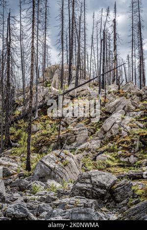 Forest regrowth and charred trees after a forest fire near Medicine Lake in Jasper National Park, Alberta Stock Photo
