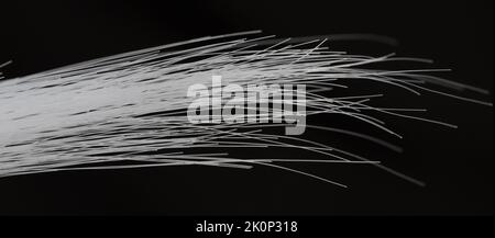 White hair ends on black background isolated close up view Stock Photo