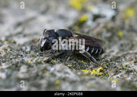 Detailed closeup on a small female Mediterranean Centaurea leafcutter bee, Megachile apicalis sitting on wood Stock Photo