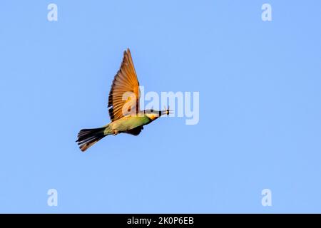 A colourful Bee-Eater in flight Stock Photo