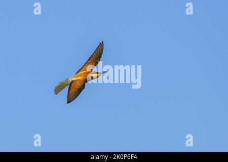 A colourful Bee-Eater in flight Stock Photo