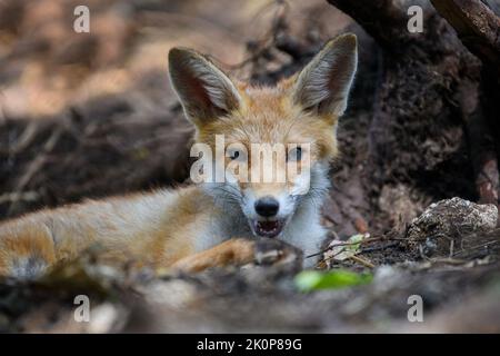 Red fox, vulpes vulpes, small young cub in forest. Cute little wild predators in natural environment. Wildlife scene from nature Stock Photo