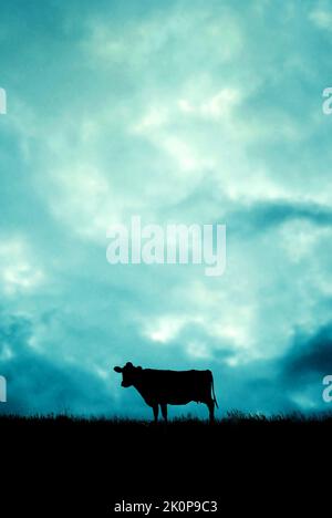 Silhouette of cow standing in field in Devon at Sunset Stock Photo - Alamy