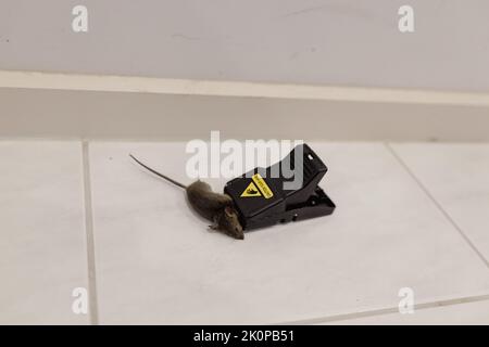 shallow depth of field focus on a dead mouse trapped in a mouse trap on the floor inside a house Stock Photo