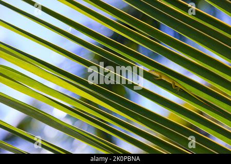 Anolis Carolinensis. Green lizard sits on a palm tree leaf, close up photo Stock Photo