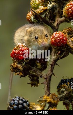 Harvest Mouse between blackberries Stock Photo