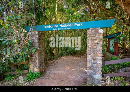 Palm grove section of the Tamborine National park, Queensland, Australia Stock Photo