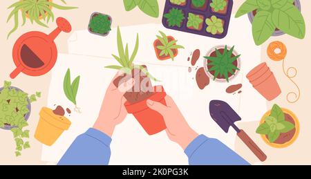 Flowers replanting. Hands transplanting garden plant in home soil pot, indoor succulent top view carring cultivation sprout houseplant florist concept, garish vector illustration of care gardening Stock Vector