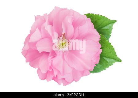 Sakura flower cherry blossom isolated on white background with full depth of field. Top view. Flat lay Stock Photo