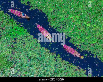 Barishal, Bangladesh. 13th Sep, 2022. Farmers are seen floating through an over 40 square kilometers canal and collecting the Water Lilies in Barishal. Workers are seen working from very early in the morning from 6-8 am in the canal wearing handmade Head caps to protect their head and body for the tremendous heat of the sun. The farmers would sell the delicate bright pink blooms at Local market. Pink lilies and green lily pads cover the over 10,000-acre canal and wetlands area in Barishal. The flowers only bloom at a specific time during of seasonal flood starting from August to November. Stock Photo