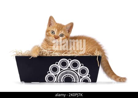 Cute red British Shorthair cat kitten, laying in carton present box. Looking straight to camera. Isolated on a white background. Stock Photo