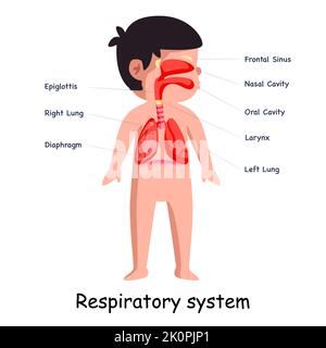 Breathing respiratory system body system anatomical internal organ lungs graphic illustration Stock Vector