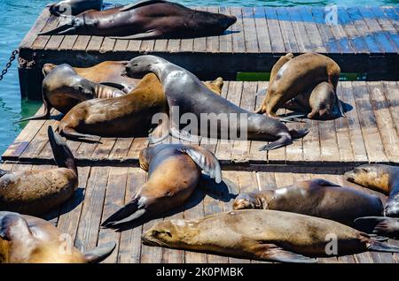 Sea lions sunbathing at Pier 39 Fisherman's Wharf San Francisco,  California, USA Stock Photo - Alamy