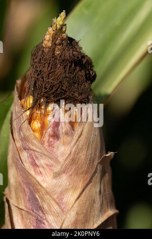 Portrait closeup of the top of a ripe cob of corn growing in the field Stock Photo