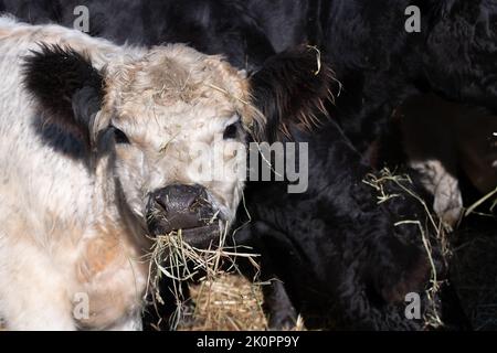 A herd of young Angus cattle is fed. A white calf has a mouth full of hay and is looking ahead. The other calves are all black. Stock Photo