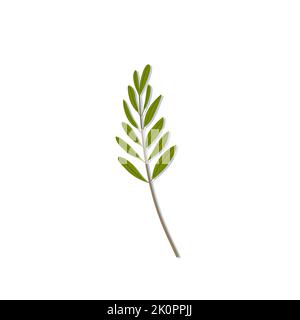 Hand drawn green olive branch icon. Modern olive leaves doodle. Peace isolated symbol. Vector illustration, flat design Stock Vector