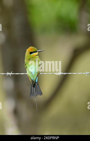 Rainbow bee-eater (Merops ornatus) perched on barbed wire Stock Photo