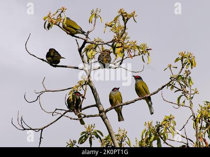 Flock of Australasian figbirds, Sphecotheres vieilloti, perching on top of avocado tree (persea americana) in Queensland orchard. Males have red eyes. Stock Photo