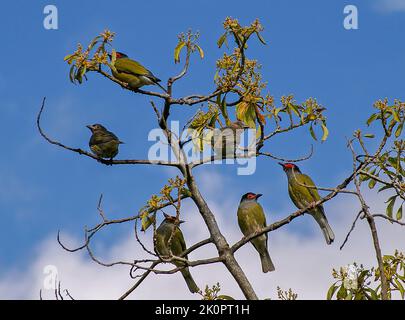 Flock of Australasian figbirds, Sphecotheres vieilloti, perching on top of avocado tree (persea americana) in Queensland orchard. Males have red eyes. Stock Photo