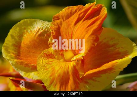Close-up of bright yellow and orange flower of a Canna lily cultivar in summer sunshine. Private garden in Queensland, Australia. Stock Photo