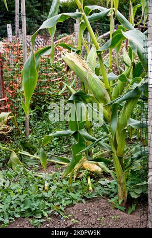 sweet corn plant after attack from badgers. Stock Photo