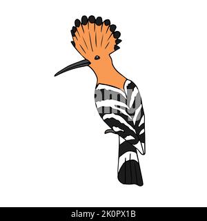 Vector hand drawn doodle sketch colored hoopoe bird isolated on white background Stock Vector