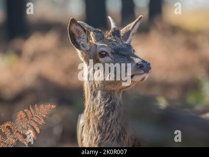 A juvenile  Red Deer Stag (Cervus elaphus) with his first antlers , standing proudly  against the autumn colours during the rutting season . UK Stock Photo